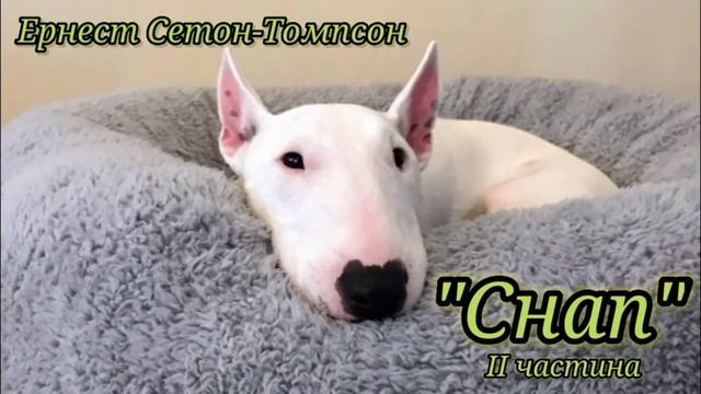 5 клас. Ернест Сетон-Томпсон "Снап". Всі частини в ОДНОМУ відео. Аудіокнига Онлайн? смотреть онлайн