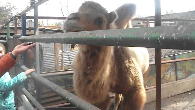 Верблюд в зоопарке село Придорожное Донецкой области 2017 год смотреть онлайн