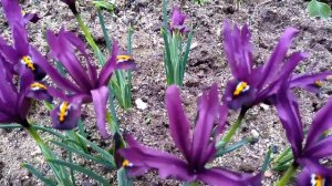 Ирисы Цветы Ирис Ретикулята. Посадите Эти Цветы! Не пожалеете! Plant These Flowers! Iris Reticulata
