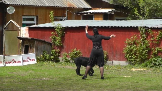 Танцы с собаками. "Кубок РКФ 2014". смотреть онлайн