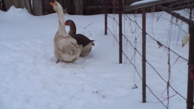 Гуси. Игры брачные и неразделёнка смотреть онлайн