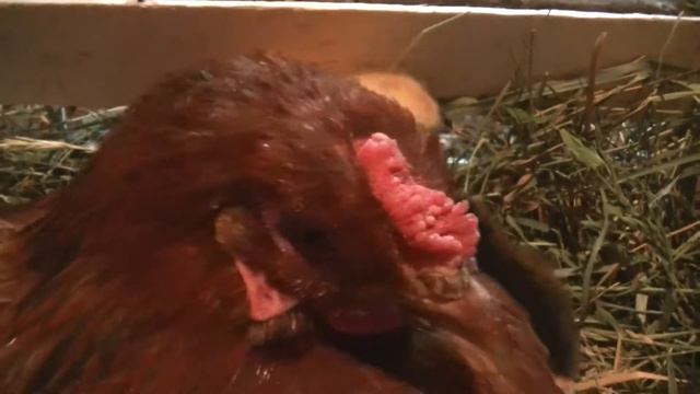 В нашем хозяйстве прибавление. смотреть онлайн