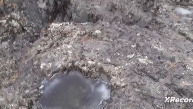 Прогулка по местности Республики Алтая.1часть смотреть онлайн