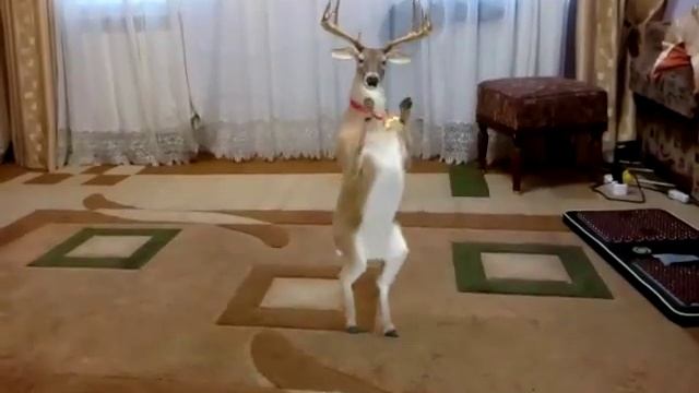 Олені смотреть онлайн