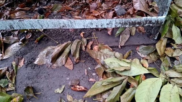 ДОРОГИЕ ЗРИТЕЛИ У МЕНЯ К ВАМ ВОПРОС??? смотреть онлайн