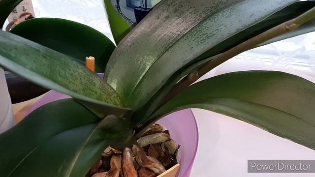 ОРХИДЕИ! Сюрпризы января и декабря /Легато, Монтрё и др./ 8 января 2021г. смотреть онлайн