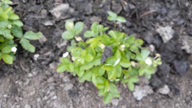 Земляника "Барон Солемахер" и "Рюген".Мой уход за земляникой. смотреть онлайн