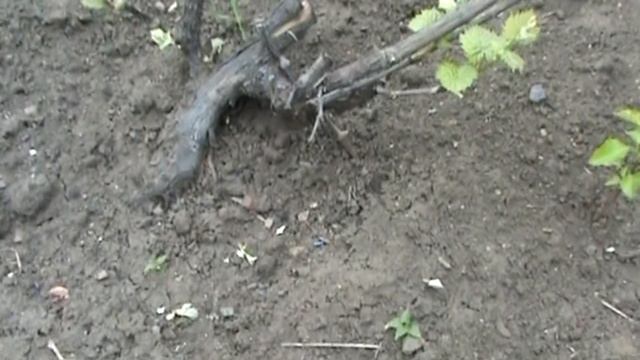 Полив винограда весной смотреть онлайн