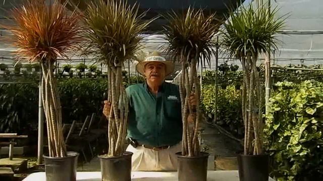 Marginata Care Instructions.avi смотреть онлайн