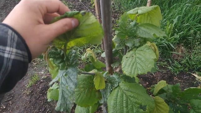 Фундук Трапезунд / Последствие заморозков и первое окучивание смотреть онлайн