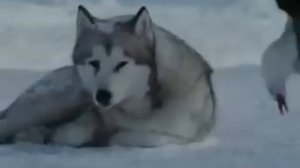 Белый плен - Хаски.avi