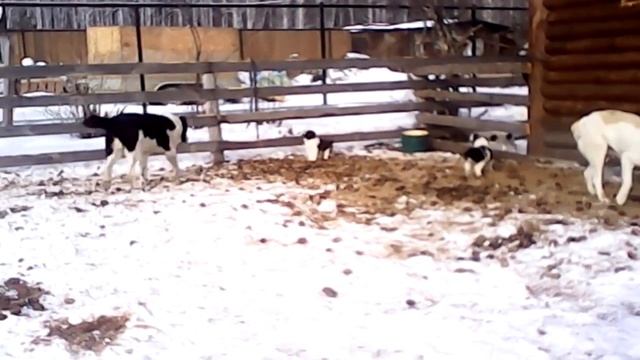 VID 20150204 143812 смотреть онлайн