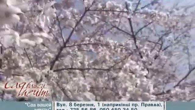 Сакуры для Сада Мечты смотреть онлайн