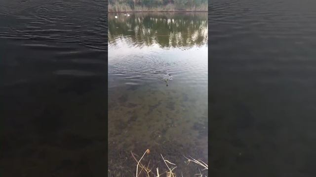 Вот так Закрыл Сезон по Карпу. Кубань, Сазан, Амур, Карп, Лобик, Линь, Карась, Рак, Коя, Природа. смотреть онлайн