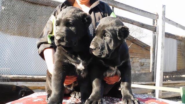 Суки 48 дней Джабар Джоя Пит к Заравшан смотреть онлайн