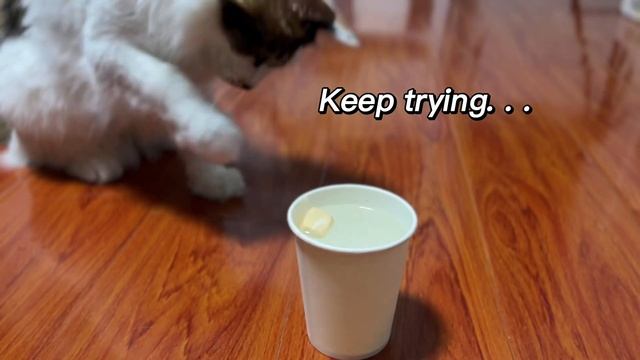 How do greedy cats get food? смотреть онлайн