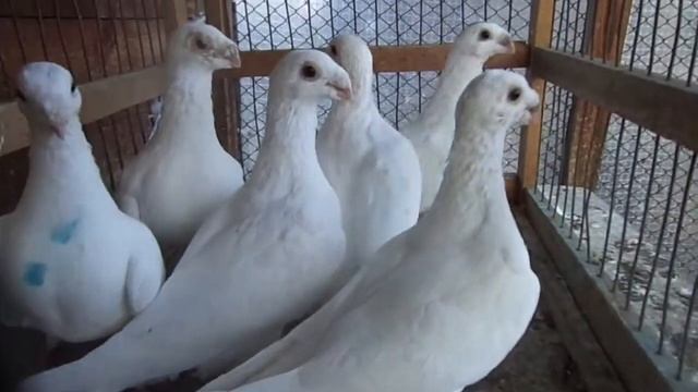 останкинские белые г. Исилькуль смотреть онлайн