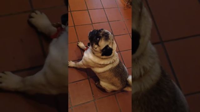 Naughty Doug the greedy pug begs for food from the fridge смотреть онлайн