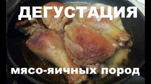 Три мясо-яичные породы кур. Чьё мясо вкуснее?