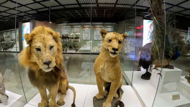 Дарвиновский музей обзорная экскурсия с детьми (Москва) смотреть онлайн