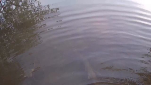 Pêche brochets au spinner bait/spin addict смотреть онлайн