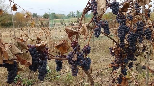 Универсальный сорт винограда "Неопознанный 4". смотреть онлайн