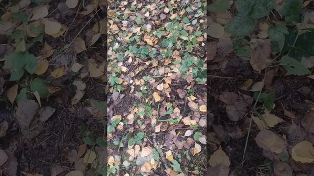 тест на разделение  между Nokta Legend VS Nokta Anfibio