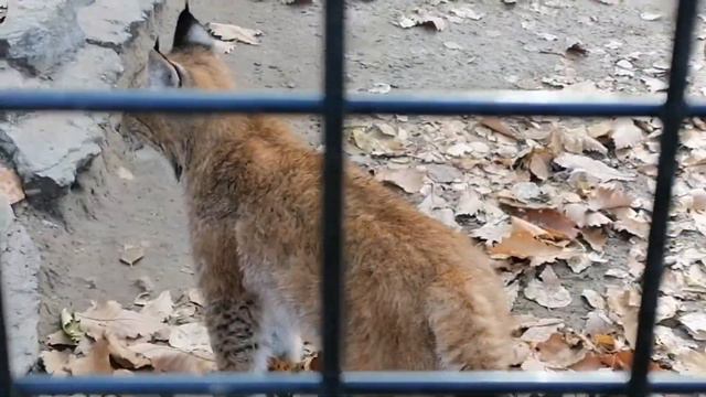🐾Прогулки по зоосаду. Рыси: малыш и мама🐈 смотреть онлайн