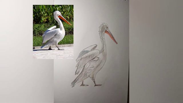 Пеликан смотреть онлайн