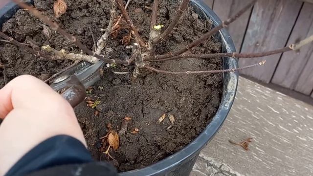 Обрезка гортензии Пастель Грин / Pastel Green смотреть онлайн