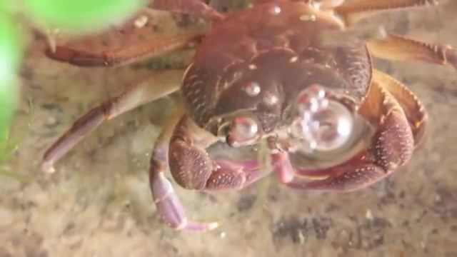 Краб в аквариуме crab in the aquarium #4 смотреть онлайн