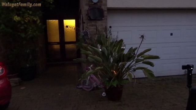 FIRELIGHTS Fountain Bird Of Paradise Firework - TESCO Sky Fire Box, Bonfire Night 2021