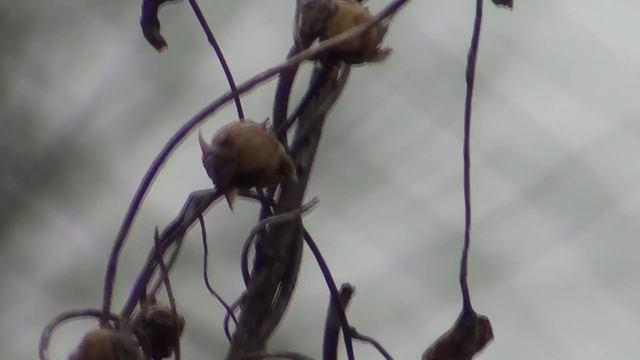 Черниговский рай смотреть онлайн