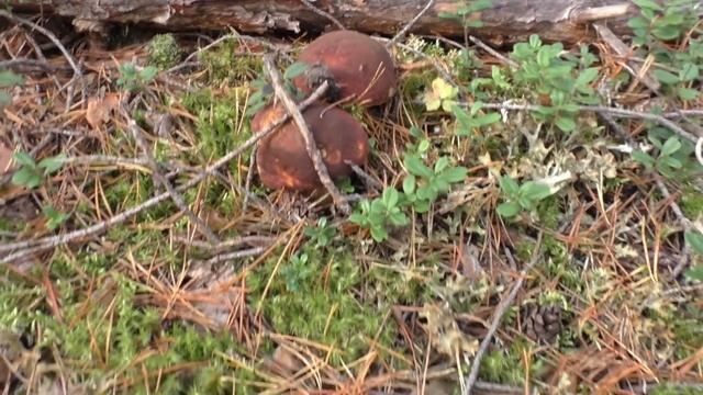 Приехал в лес за грибами... А там везде МЕДВЕДИ! Красновишерск... смотреть онлайн