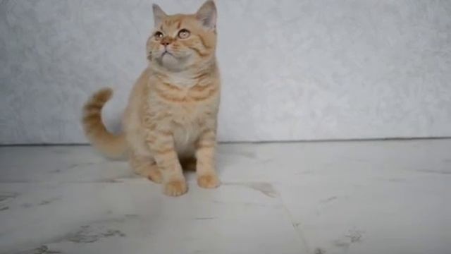 Котик, скоттиш-страйт, красный пятнистый смотреть онлайн