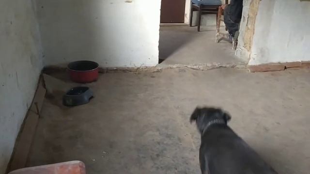 Ягдтерьер зовёт хозяина! Поёт!Ушел хозяин на работу! смотреть онлайн