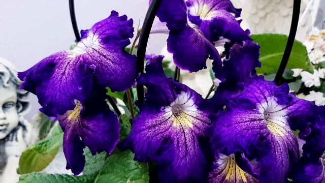 Стрептокарпусы в Одессе. 0983891416 Светлана смотреть онлайн