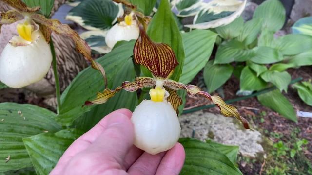 Венерины башмачки все еще цветут, а уже конец июня!!! смотреть онлайн