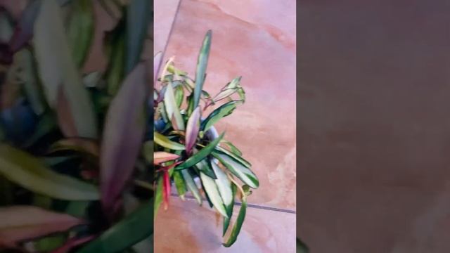 Хойя Вайети 650 смотреть онлайн