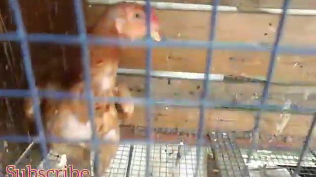 Mottai maadi koli valarpu/Beautiful farm/chicken farm/indian nattu koli valarpu/chicken news 8 смотреть онлайн