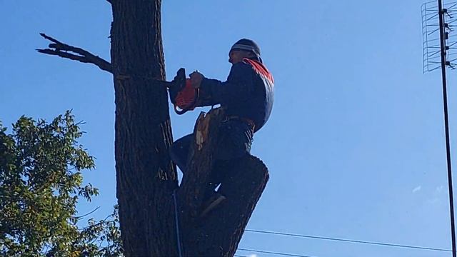 ЖЕСТЬ! НАРВАЛАСЬ НА ШТРАФ, ЗА СПИЛ ДЕРЕВА.. смотреть онлайн