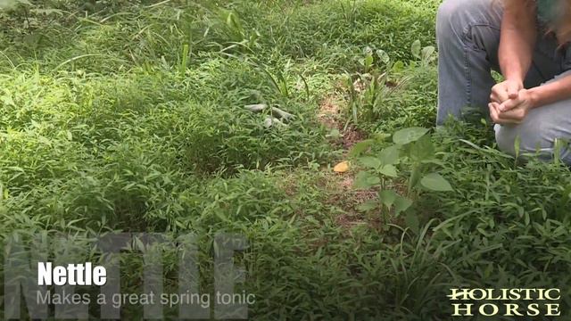 Herbs n' Pastures: Nettle смотреть онлайн