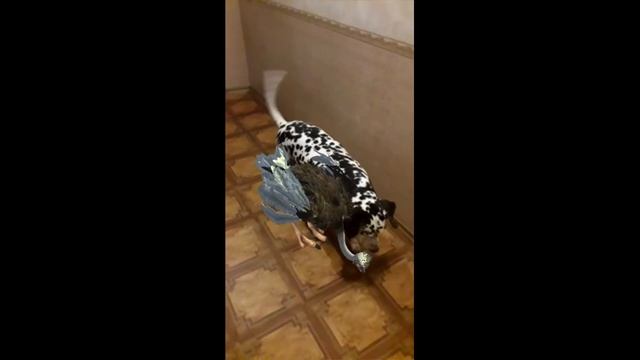 Книга-энциклопедия 4D в дополненной реальности «знакомство с животными»