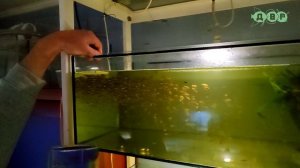 РЫБОРАЗВОДНЯ АКВАРИУМНЫХ РЫБОК АЛЕКСАНДРА! Самая  ДЕШЕВАЯ ЦЕНА рыбок в Украине!