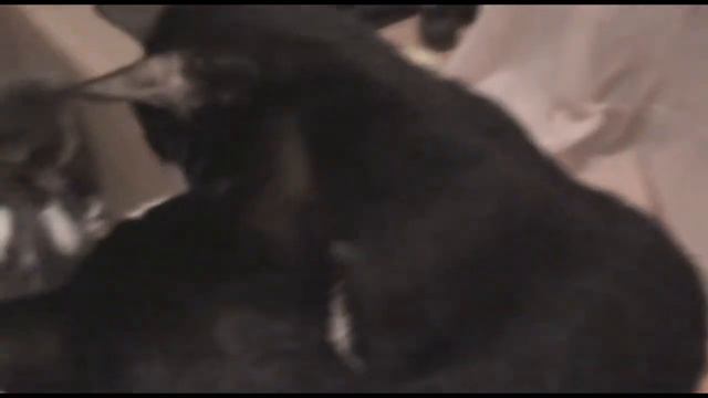 Четверо котят в ручки добрые хотят! смотреть онлайн