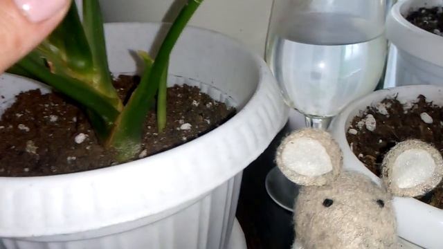 Комнатные растения на цветочной подставке .