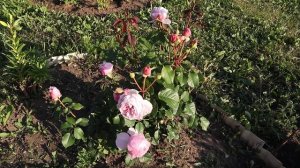 За один аромат эту розу стоит посадить у себя! Роза Гартентрауме - Шраб, 2015 Rosen Tantau