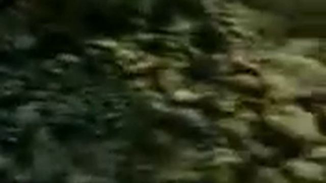 колым  ягода  шикша