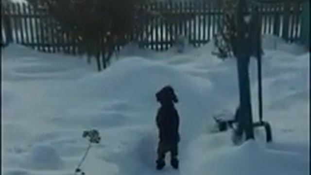 Ходит на задних лапах