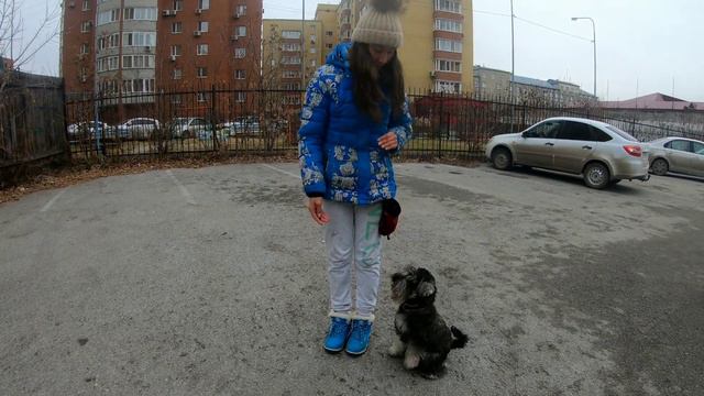 Цвергшнауцер Смайл смотреть онлайн